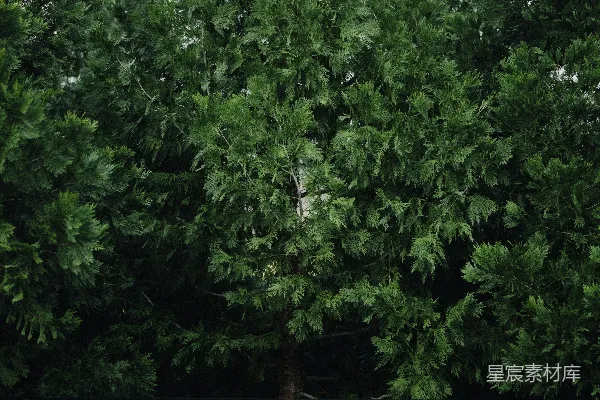 高清摄影 密林中的松树