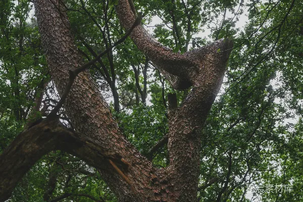 高清摄影 古树的自然之美