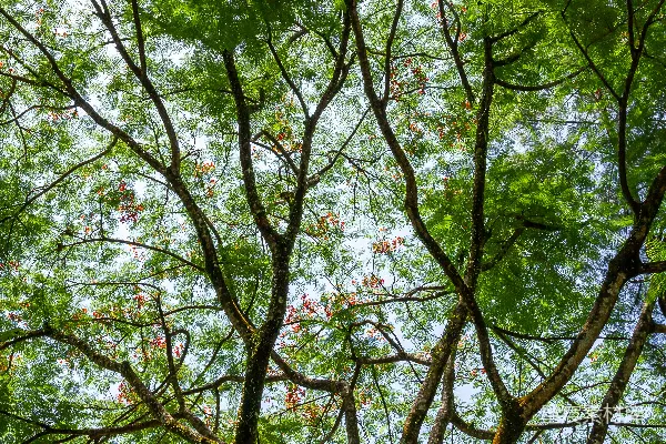 高清摄影 高耸的绿树与蓝天