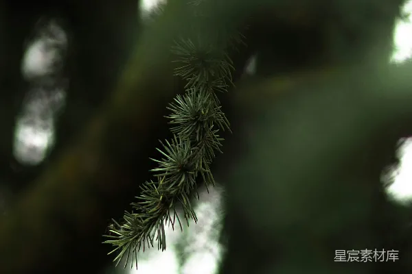 高清摄影 松枝的光影