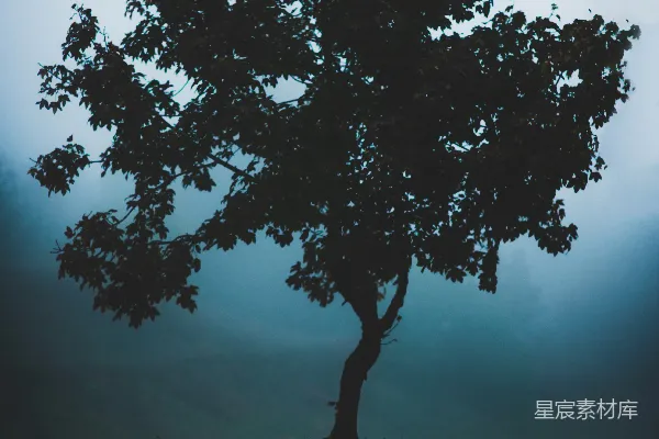 高清摄影 孤树晨雾