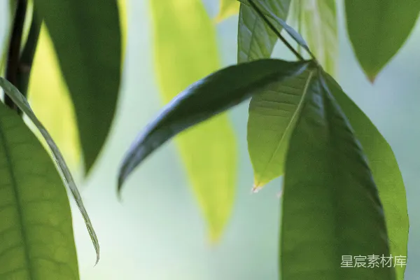 高清摄影 阳光下的绿叶