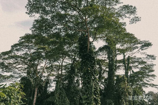 高清摄影 丛林深处的古老巨树