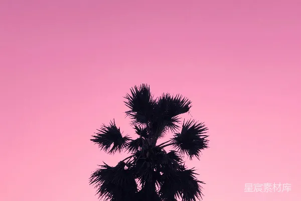 高清摄影 粉红天空下的棕榈树剪影