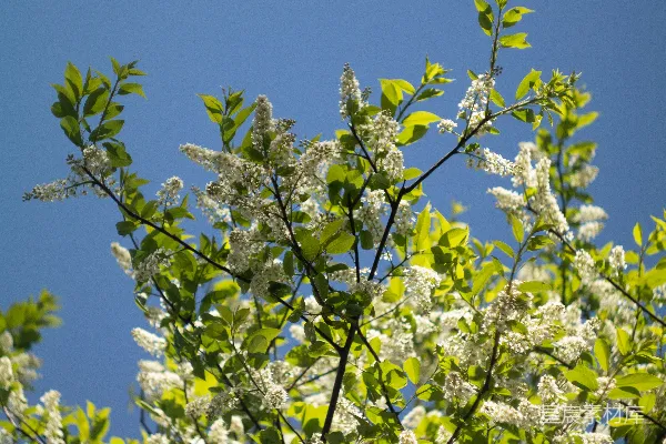高清摄影 蓝天下的繁花枝头
