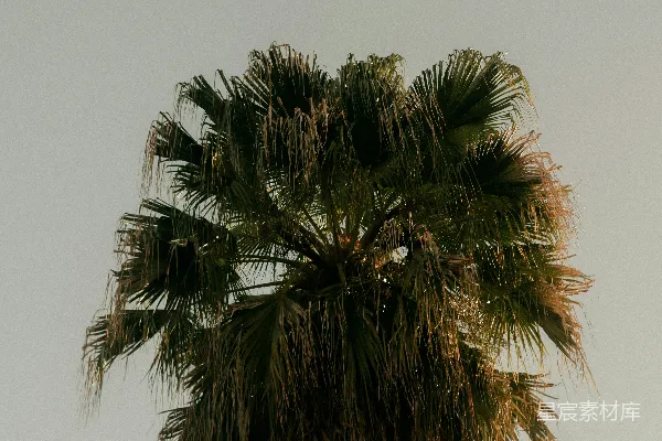 高清摄影 孤独的棕榈树
