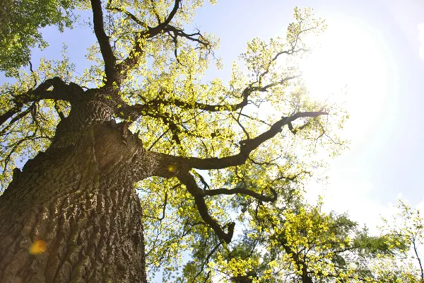 高清摄影 阳光下的古老橡树