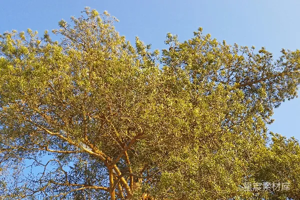 高清摄影 蓝天下的松树