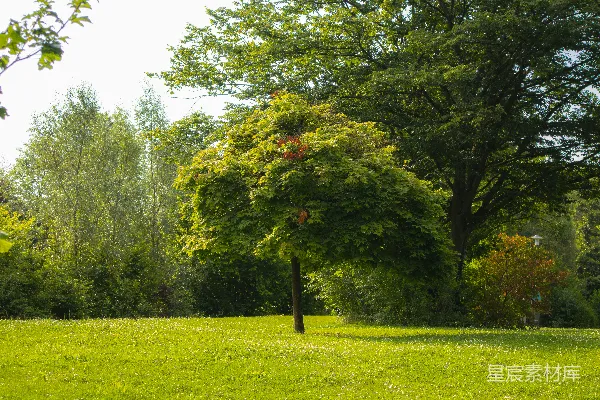 高清摄影 夏日森林中的宁静角落