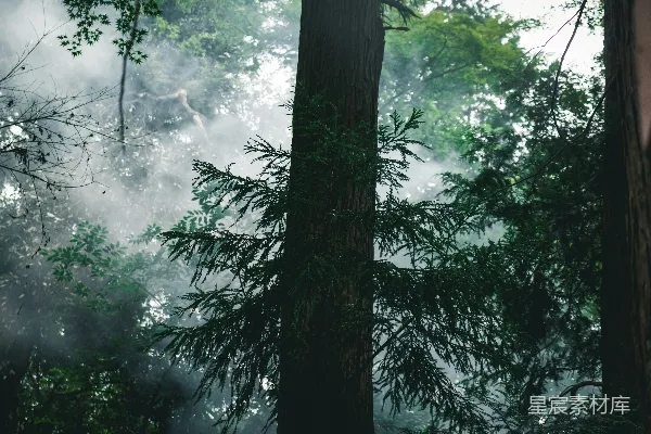 高清摄影 雾中的森林