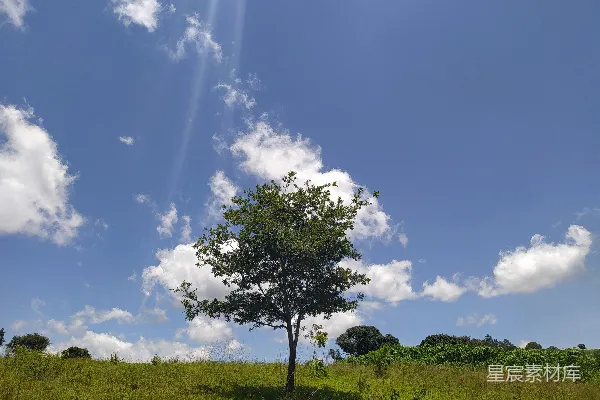 高清摄影 蓝天白云下的孤树
