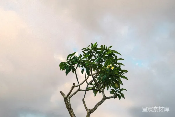 高清摄影 独树一帜：云海下的孤树