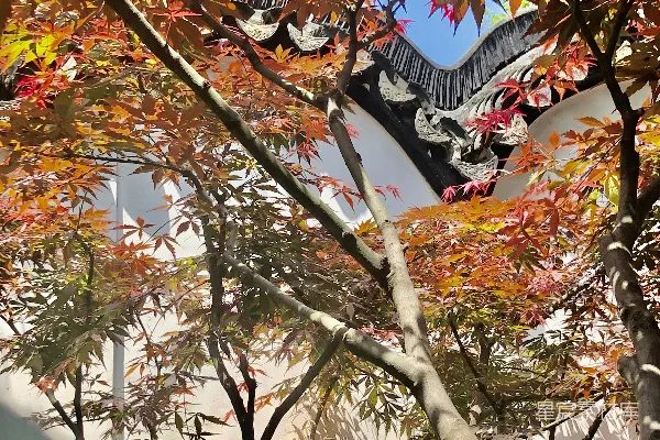 高清摄影 秋色映古墙