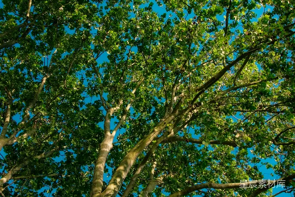高清摄影 仰视大树的天空
