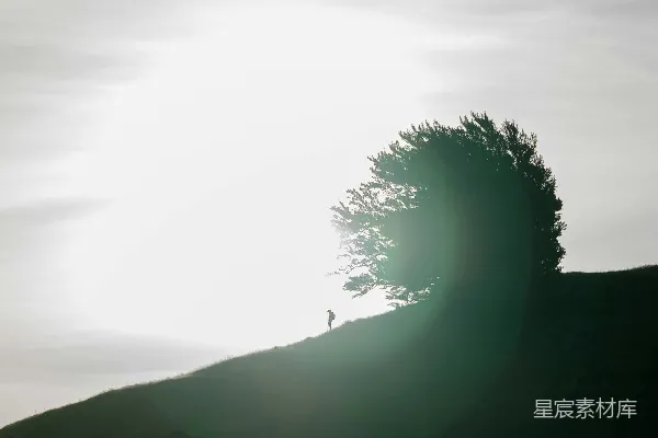 高清摄影 孤独的旅者与树