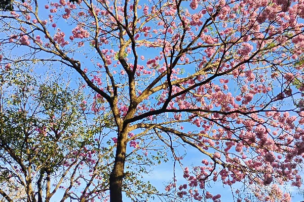 高清摄影 粉色花树下的建筑