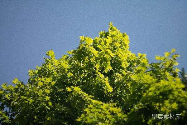 高清摄影 夏日晴空下的绿叶