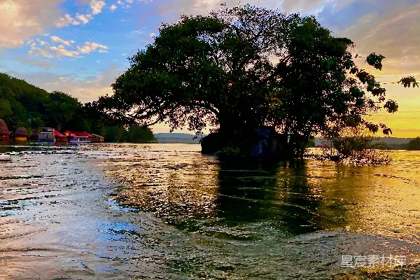 高清摄影 夕阳下的水边大树
