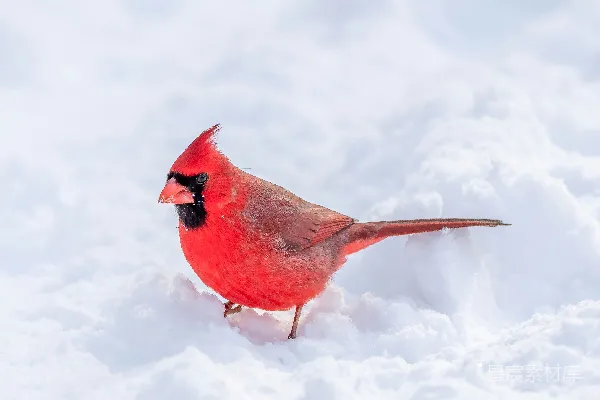 高清摄影 雪中的红雀