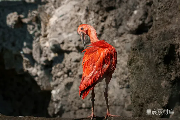 高清摄影 红鹮栖息于岩石间的自然之美