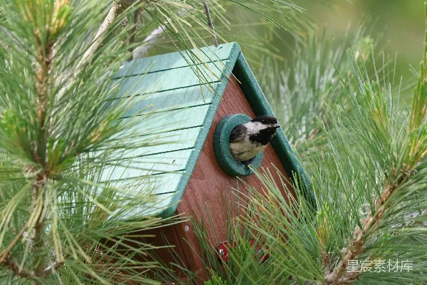 高清摄影 松树上的小鸟和鸟屋