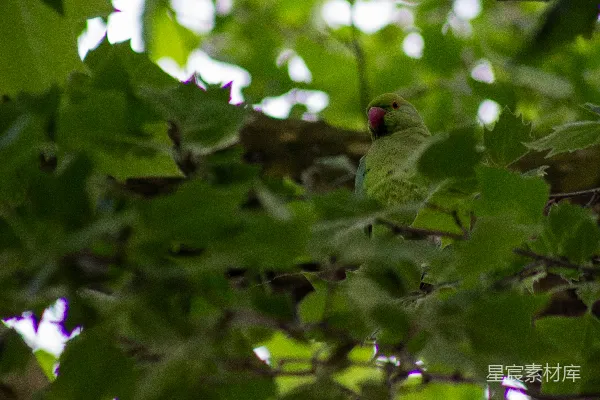 高清摄影 绿鹦鹉在树丛中