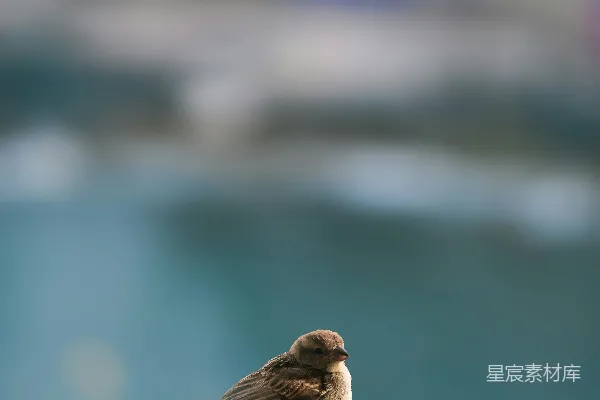 高清摄影 窗边的小鸟