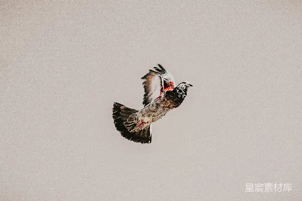 高清摄影 自由飞翔的鸟