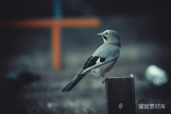高清摄影 静谧的鸟儿