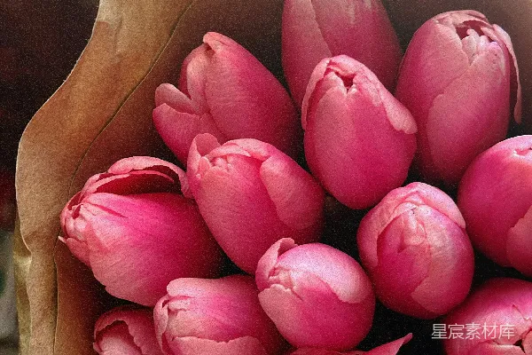 高清摄影 粉红色郁金香花束