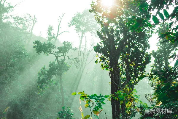 高清摄影 晨光中的森林