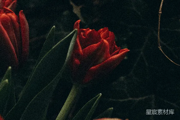 高清摄影 暗夜中的红郁金香