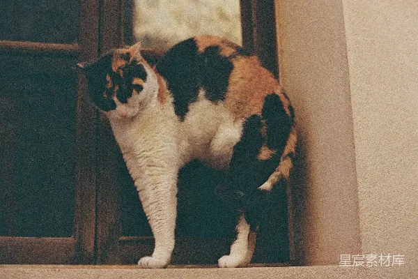 高清摄影 窗外的三色猫