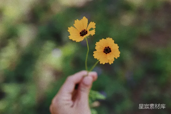 高清摄影 手捧黄色小花