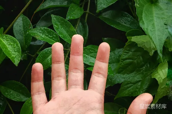 高清摄影 手掌与雨后绿叶