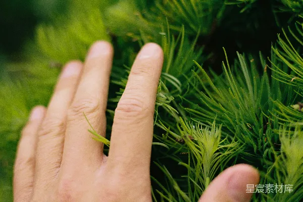 高清摄影 手触植物