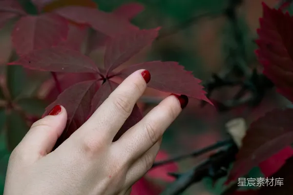 高清摄影 触碰秋色的手