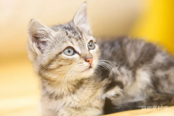 高清摄影 萌宠小猫