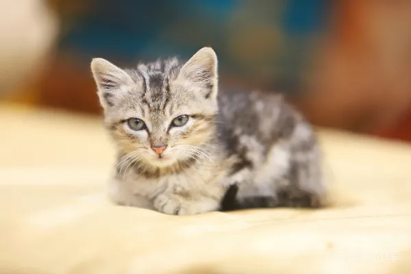 高清摄影 萌宠小猫特写