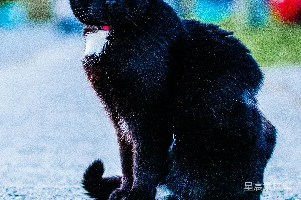 高清摄影 街头黑猫