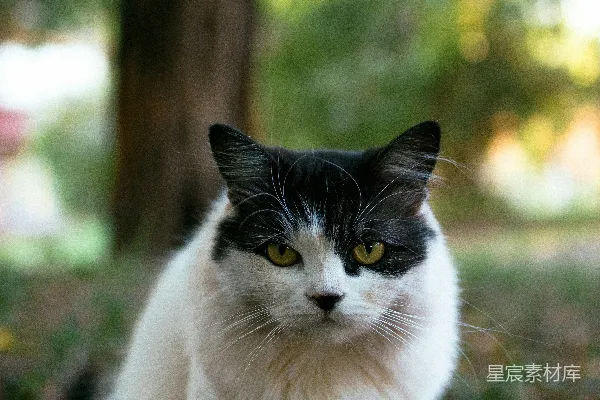 高清摄影 森林中的黑白色猫