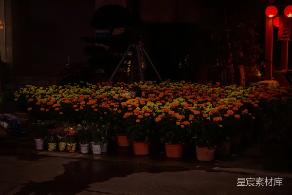 高清摄影 夜色中的花市
