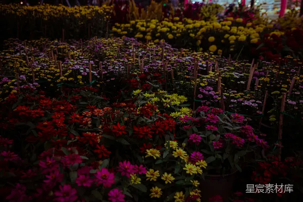 高清摄影 花市中的色彩盛宴
