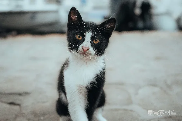 高清摄影 街头角落里的黑白色猫