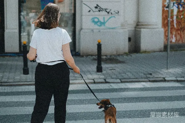 高清摄影 城市街景中的宠物散步