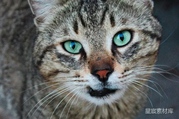 高清摄影 绿眼虎斑猫