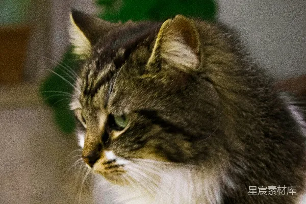 高清摄影 沉思的猫
