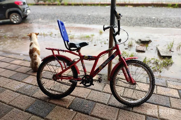 高清摄影 雨后小径上的狗与自行车