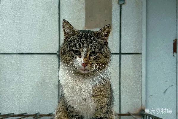 高清摄影 阳台上的猫