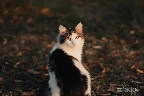 高清摄影 宁静的公园里的小猫